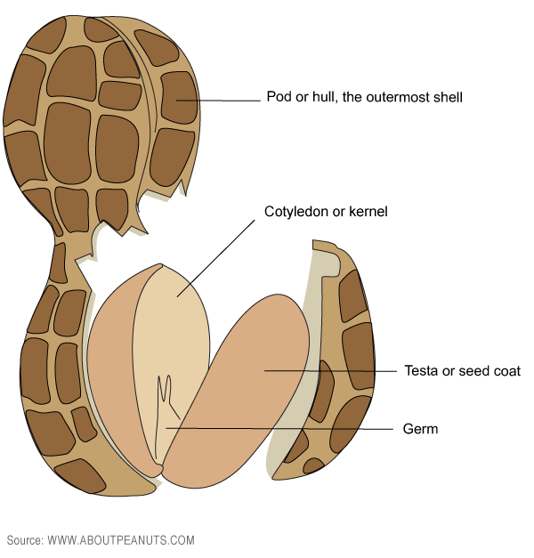 Peanut Seed Anatomy